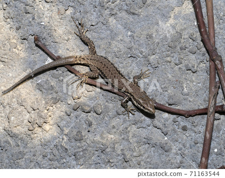 young lizard close up macro young lizard close up macro 71163544