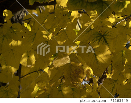 lime tree leaves in autumn season lime tree leaves in autumn season 71163549