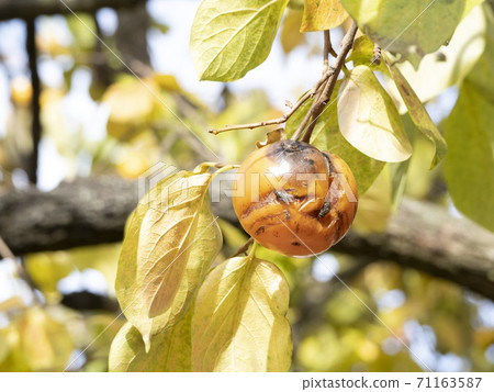 persimmon fruit tree and leaves in autumn persimmon fruit tree and leaves in autumn 71163587