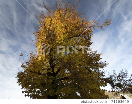 lime tree leaves in autumn season 71163649