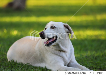 公園中的狗狗 71163905