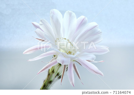 Flower of cactus (Echinopsis Oxygona) 71164074