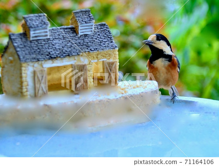 Varied tit coming to the garden Varied tit coming to the garden 71164106