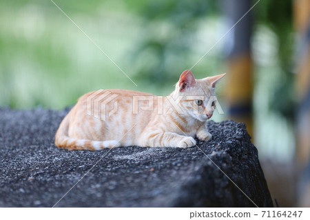 Lazy cat on the riverbank 71164247