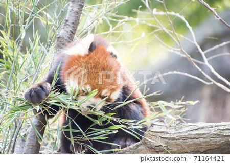 Lesser panda eating bamboo leaves 71164421