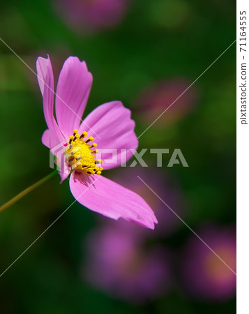 Cute cosmos that shines in the green Cute cosmos that shines in the green 71164555