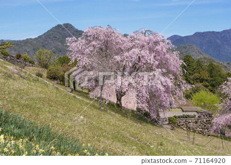 Sakura Blooming Hatenashi Village Spring Kumano Kodo 100 Japanese Villages Totsukawa Village Sightseeing Spot World Heritage Village Sakura Blooming Hatenashi Village Spring Kumano Kodo 100 Japanese Villages Totsukawa Village Sightseeing Spot World Heritage Village 71164920