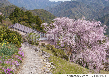 櫻花盛開的無果實的村莊春天的熊野古道100個日本村莊的戶津川村莊觀光景點世界遺產村莊 櫻花盛開的無果實的村莊春天的熊野古道100個日本村莊的戶津川村莊觀光景點世界遺產村莊 71164921