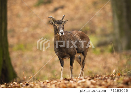 Old mouflon ewe standing on orange foliage inside forest in autumn nature 71165036