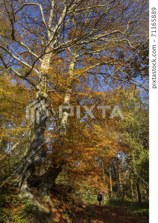 Autumn colors - North Yorkshire - United Kingdom 71165889