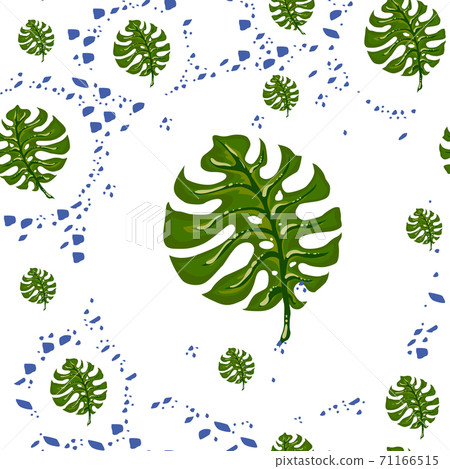 Monstera, seamless pattern from leaves on a white background. 71166515