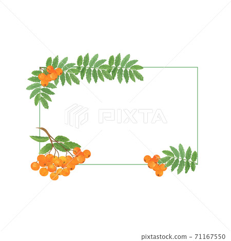 Rowan or mountain ash tree berries, leaves and branches rectangular frame watercolor seasonal autumnal fall floral illustration, thanksgiving design 71167550