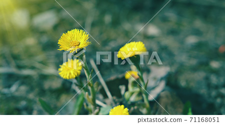 coltsfoot or foalfoot flowers in the spring. 71168051