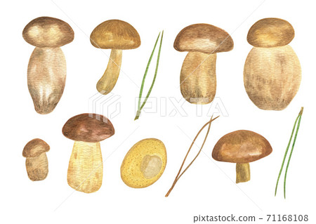 Edible mushrooms and pine needles set seasonal watercolor illustration for harvest time autumn celebrations, seasonal healthy vegetarian diet, hand drawn pattern forest plants 71168108