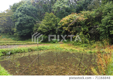 橫濱市戶塚區舞岡古鄉公園原始風光的秋天 橫濱市戶塚區舞岡古鄉公園原始風光的秋天 71168848