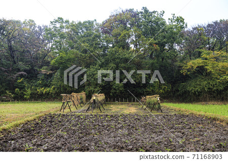 橫濱市戶塚區舞岡古鄉公園原始風光的秋天 71168903