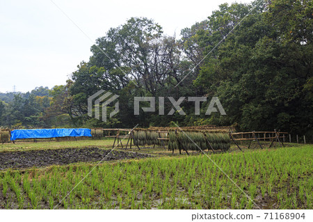 橫濱市戶塚區舞岡古鄉公園原始風光的秋天 71168904