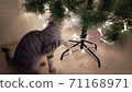Cute gray cat playing and biting lights 71168971