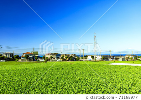 Daikon radish field, a winter tradition of the Shonan Miura Peninsula Daikon radish field, a winter tradition of the Shonan Miura Peninsula 71168977