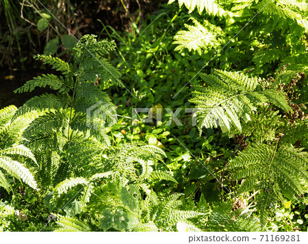 Unexplored region of the Tokyo metropolitan area Shonan Miura Peninsula Original scenery Miura City Koajiro no Mori Autumn 71169281