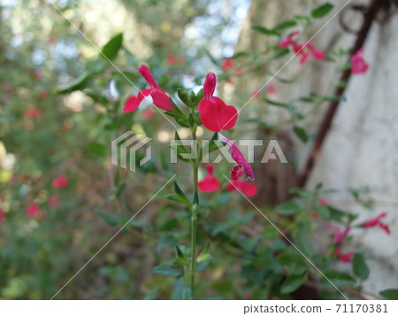 Cherry sage flowers Cherry sage flowers 71170381