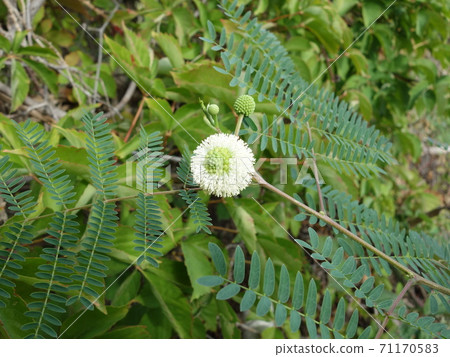 Ginnem的花 71170583