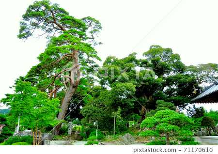 Michinoku Shiokaze Trail Wataricho Natural Memorial Name Temple Shiinoki Michinoku Shiokaze Trail Wataricho Natural Memorial Name Temple Shiinoki 71170610