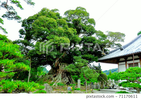 Michinoku Shiokaze Trail Wataricho Natural Memorial Name Temple Shiinoki 71170611