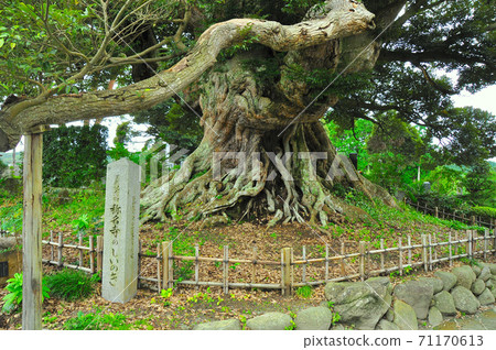 Michinoku Shiokaze Trail Wataricho Natural Memorial Name Temple Shiinoki 71170613