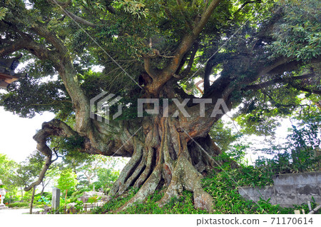 Michinoku Shiokaze Trail Wataricho Natural Memorial Name Temple Shiinoki 71170614