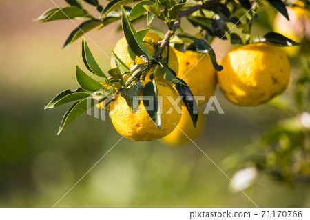 Yuzu tree and its fruit taken outdoors Yuzu tree and its fruit taken outdoors 71170766
