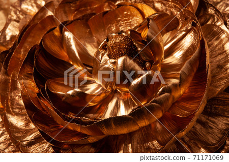 Macro photo of a gold colored ranunculus flower. 71171069