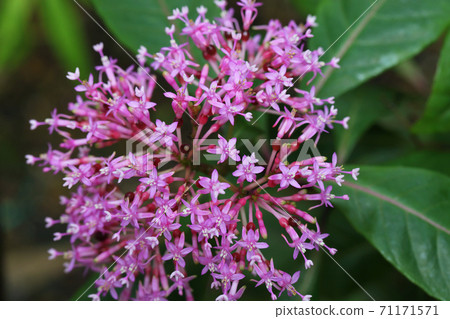 Fuchsia paniculata flowers 71171571