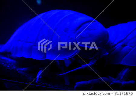 Bathynomus doedrum in Numazu Shinkai Aquarium 71171670