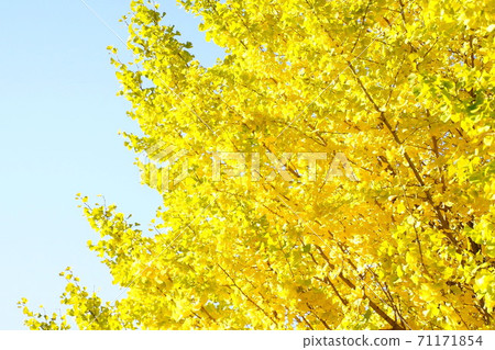 紅葉Icho故宮北丸公園2019年11月 紅葉Icho故宮北丸公園2019年11月 71171854