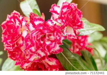 Adenium or desert rose flowers on tree. Beautiful red and white blossom adenium flower 71172441
