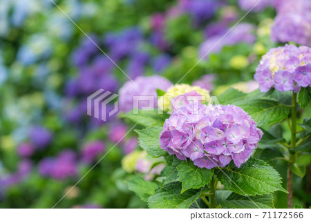 淺紫色繡球花與背景中的多彩模糊 照片素材 圖片 圖庫