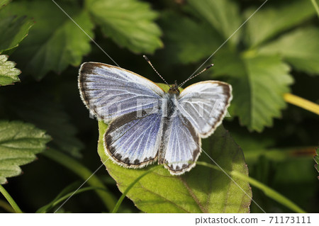 大和Shizimi 71173111