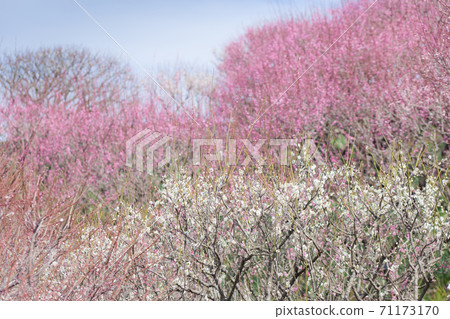 在李子花園裡盛開的紅色和白色李子 在李子花園裡盛開的紅色和白色李子 71173170