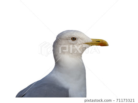 Seagull seabird portrait in profile isolated on white background Seagull seabird portrait in profile isolated on white background 71173321