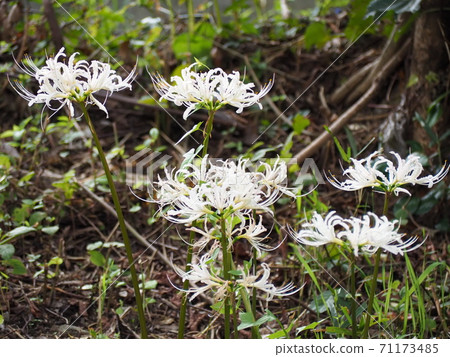 Higambuna Higambuna 71173485