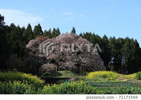 The cherry tree of Yoshitaka The cherry tree of Yoshitaka 71173569