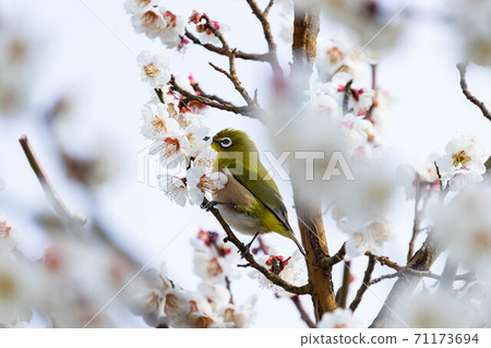 White-eye and plum blossoms Spring in Japan White-eye and plum blossoms Spring in Japan 71173694