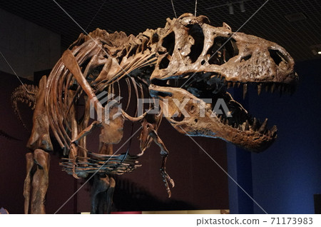 A fossil of the whole body skeleton of Tyrannosaurus, famous for Jurassic Park A fossil of the whole body skeleton of Tyrannosaurus, famous for Jurassic Park 71173983