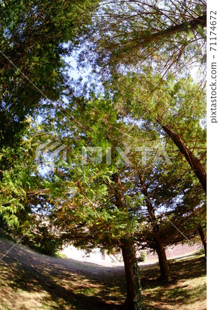 Cedar forest Cedar forest 71174672