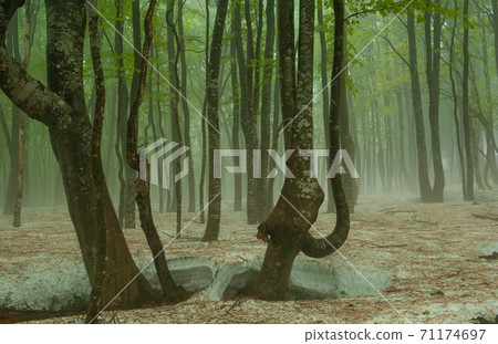 Fog beech forest 71174697