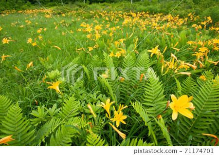 Blooming 71174701