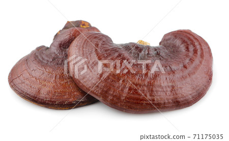 Dried Ganoderma Lucidum Mushroom isolated on white background Dried Ganoderma Lucidum Mushroom isolated on white background 71175035