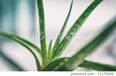 Aloe Vera natural skin care healthy remedy green tropical plant indoors home lifestyle. Closeup of textures on leaves Aloe Vera natural skin care healthy remedy green tropical plant indoors home lifestyle. Closeup of textures on leaves 71175099