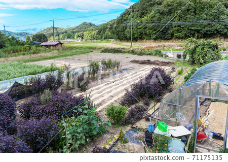 Rural scenery of the refreshing autumn sky of Sanin Shimane Prefecture 71175135